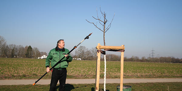 Baumschnitt Heddesheim Baumschnitt Heddesheim