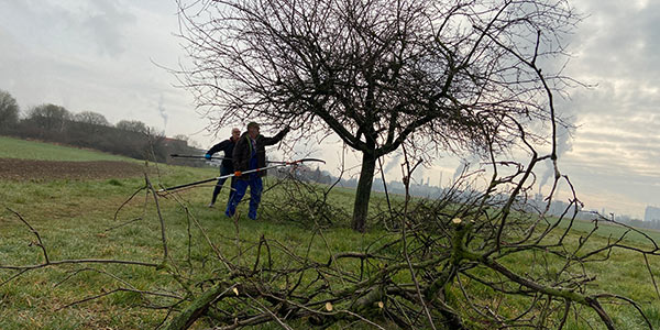 Baumschnitt Baumschnitt