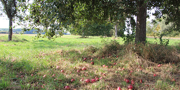 Tag der Streuobstwiese Tag der Streuobstwiese